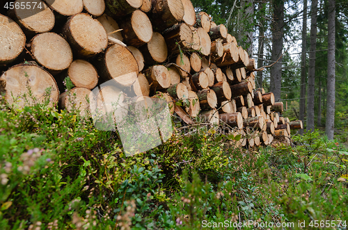 Image of Worms eye view of a woodpile on the ground in a forest