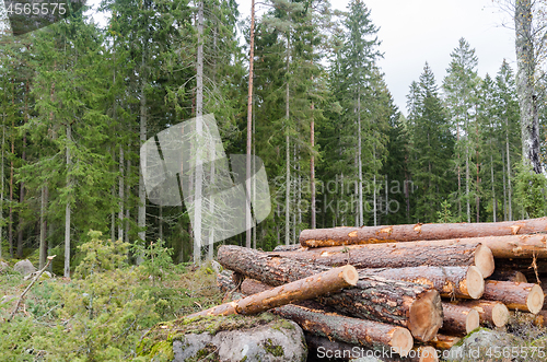 Image of Wood pile in a bright coniferous forest