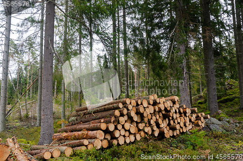 Image of Woodpile in a green coniferous forest