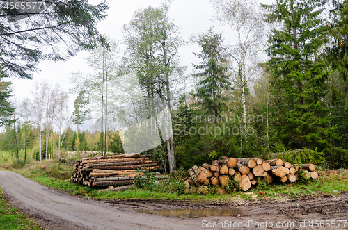 Image of Timber stacks by roadside