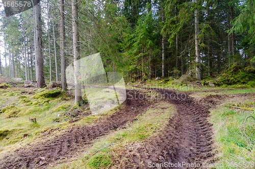 Image of Tire tracks in a coniferous forest