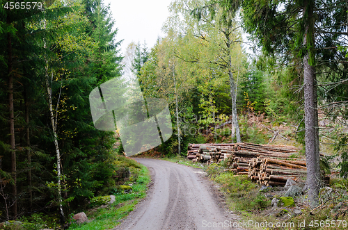 Image of Woodpiles by road side by fall season in a green forest