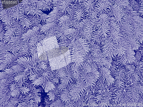 Image of Fir branches in dark blue hues as a winter or Christmas pattern