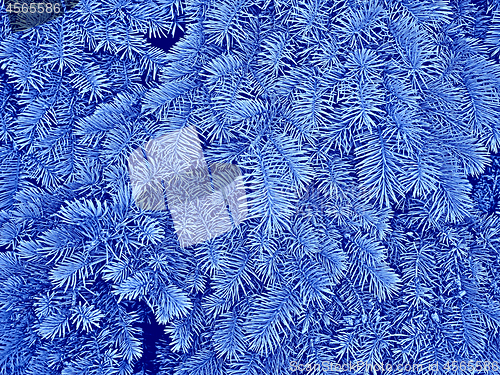 Image of Fir branches in blue hues as a winter or Christmas pattern