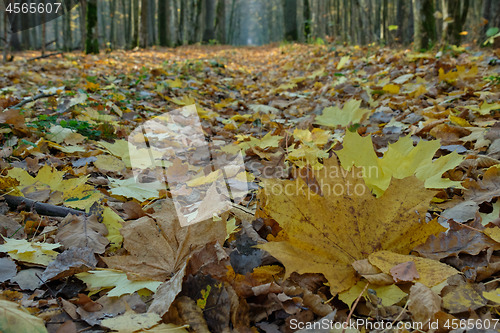 Image of Leaves lying in on forest footpath