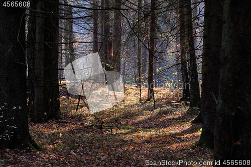 Image of Autumnal deciduous tree stand with ferns