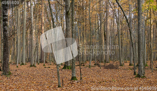 Image of Autumnal deciduous tree stand with hornbeams and oaks