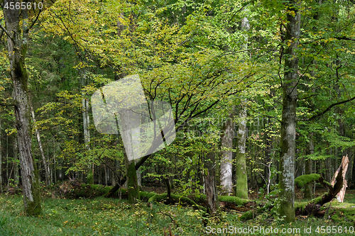 Image of Autumnal deciduous tree stand with hornbeams