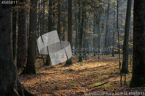 Image of Autumnal mixed tree stand with old trees in sunlight