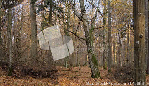 Image of Autumnal deciduous tree stand with hornbeams and oaks