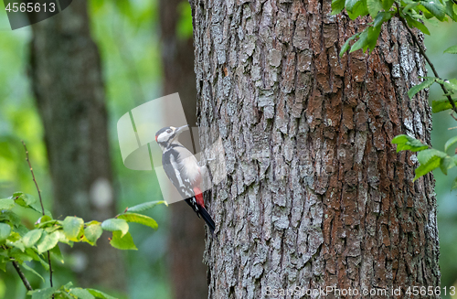 Image of Great spotted woodpecker (Dendrocopos major) male