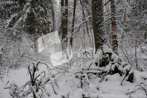 Image of Wintertime landscape of snowy deciduous stand