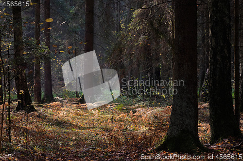 Image of Autumnal coniferous tree stand with ferns