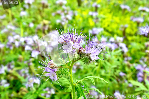 Image of Phacelia blooming and grass