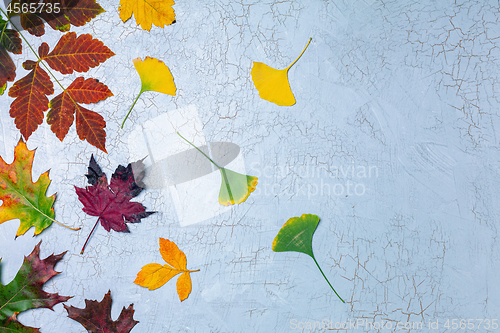 Image of Beautiful autumn leaves on a gray background.