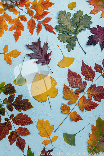 Image of Pattern of colorful autumn leaves.