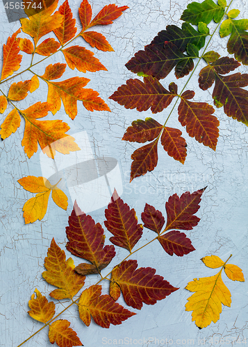 Image of Colorful autumn leaves.