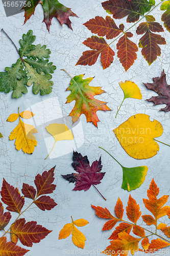 Image of Composition of colorful autumn leaves.