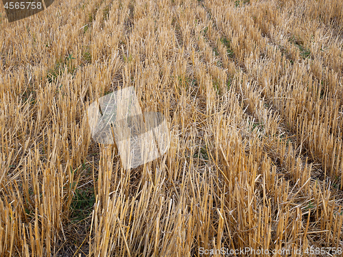 Image of Wheat stubble after harvest