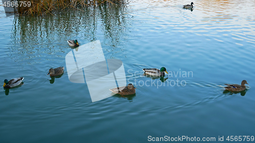 Image of Wild ducks Mallard 