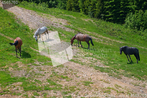 Image of Horses graze near rocky mountain road