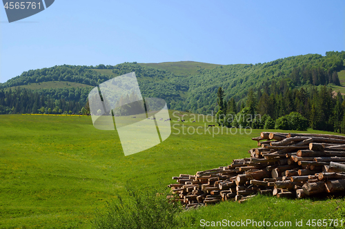 Image of Green pasture in Ukrainian Carpathians 