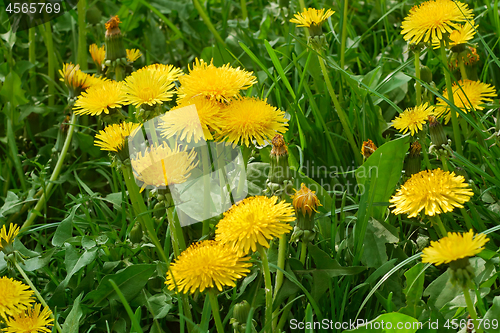 Image of Dandelions blooms in the meadow