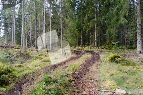 Image of Tractor tracks in a coniferous forest