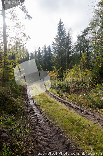 Image of Tractor tracks in a backlit forest