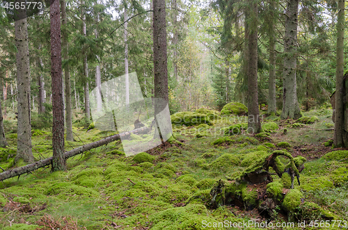 Image of Moss covered forest floor in an untouched forest