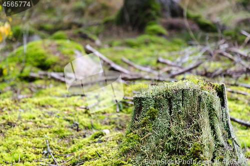 Image of Old weathered moss grown tree stump