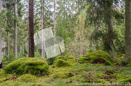 Image of Mossy unspoilt conoferous forest