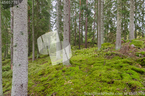 Image of Spruce tree trunks in a moss covered forest