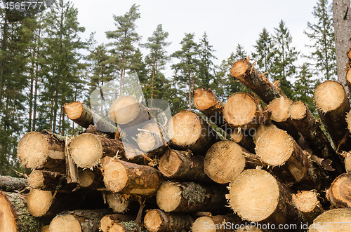 Image of Pile of pulpwood in a coniferous forest