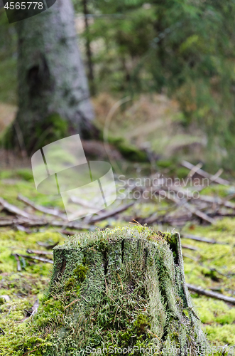 Image of Old moss covered and rotten tree stump