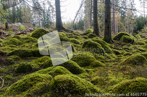 Image of Moss covered stones in an untouched forest