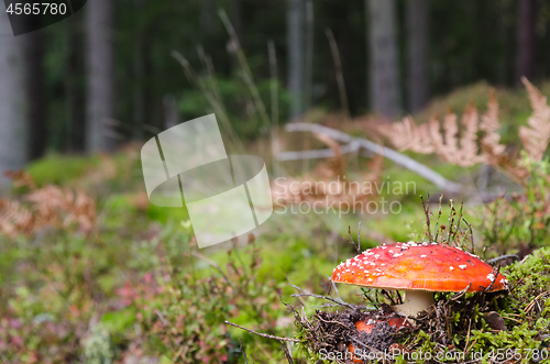 Image of Growing Toadstool mushroom closeup