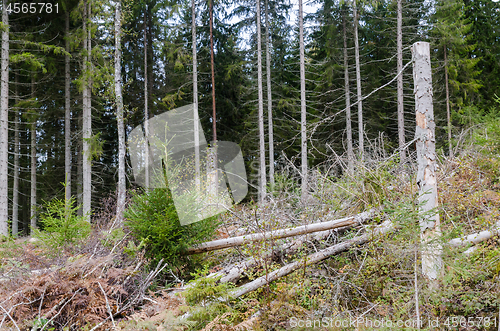 Image of Forest damaged by insects and storms