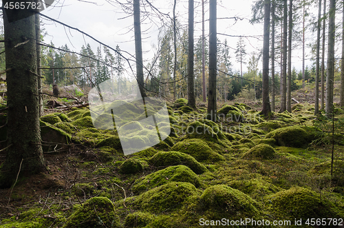 Image of Unspoilt moss covered forest floor