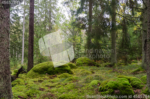 Image of Untouched forest with moss covered floor