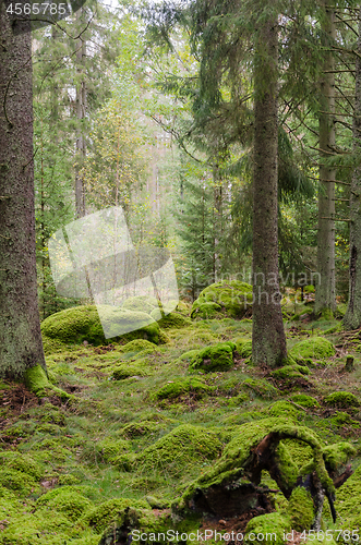 Image of Moss covered fairytale like forest