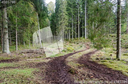 Image of Winding tractor tyre tracks in a spruce tree forest