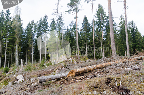 Image of Forest destroyed by bark beetles and storms