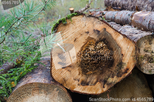 Image of Woodpile with a log damaged by root rot