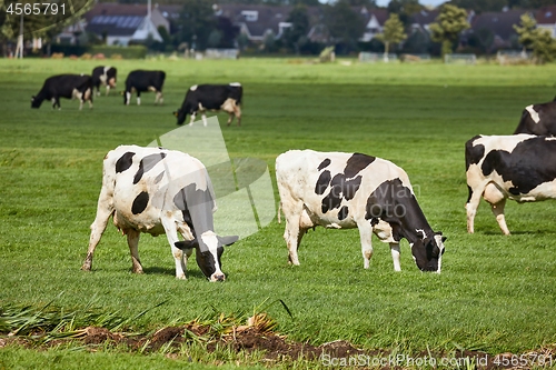 Image of Cows on a farm