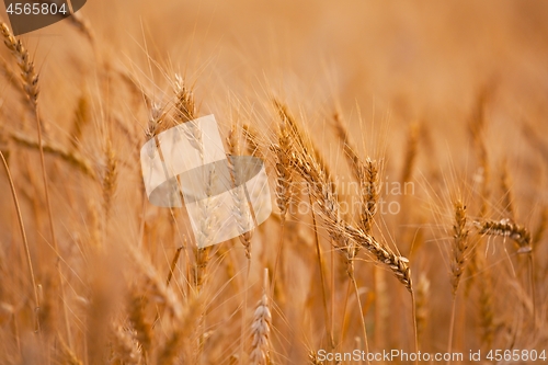 Image of Wheat field detail