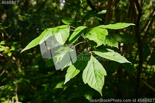 Image of Green Leaves of Spring