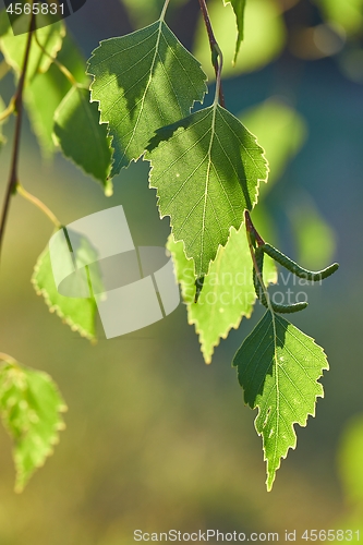 Image of Green Leaves of Spring