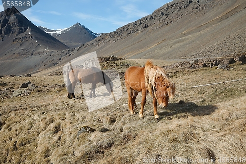 Image of Horse grazing on a field