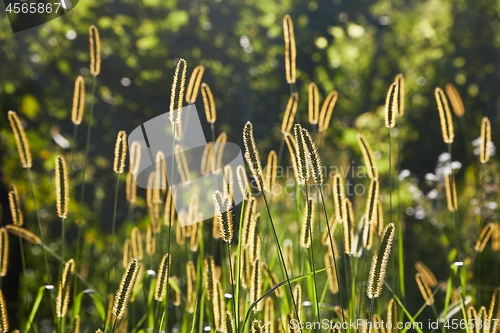 Image of Meadow with backlit green plants